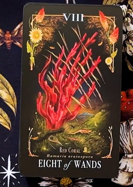 Midnight Magic: A Tarot Deck of Mushrooms